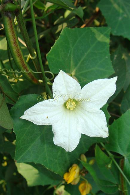  Male Flower
